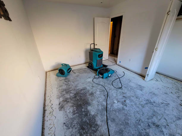 Best Mold removal after water damage  in Flippin, AR